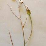 Image result for Iphigenia pauciflora