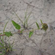 Image result for Melochia melissifolia