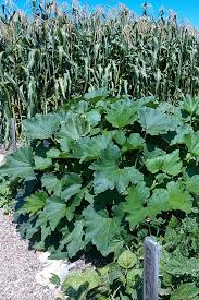 Maybe you would like to learn more about one of these? Creating A No Till Raised Row Garden The Easiest Way To Garden Ever