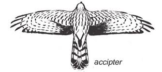 Bird Of Prey Tattoo How To Identify Hawks Via Hawk Mountain Bird Of Prey Tattoo Birds Of Prey Funny Bird Pictures