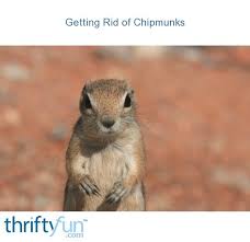 The bottom line about chipmunks. Getting Rid Of Chipmunks Thriftyfun