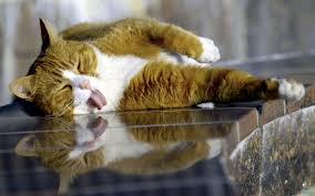 Jeya am mai 3, 2016 unter hd hinterlasse einen hier ist die beste sammlung von lustigen tapeten hd für desktops, laptops, handys und tablets. Fette Katze Tapete Hd Lustige Tapeten 1280x800 Wallpapertip