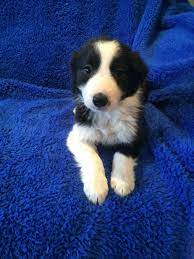 Vintage Porcelain Border Collie Black And White Collie Puppies For Sale Retriever Puppy Border Collie Puppies