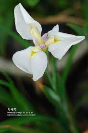 賞花 桃園觀音 鳶尾花農場賞多彩鳶尾花 我心依然 痞客邦 plants flowers flower shop