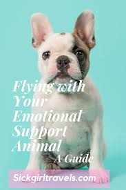 Everything You Need To Know About Flying With Your Emotional Support Animal Rules By Airline In 2020 Emotional Support Animal Emotional Support Girls Trip