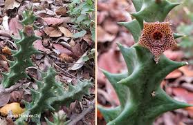 Image result for Orbea carnosa