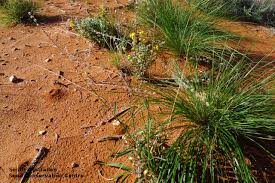 Image result for Digitaria compressa