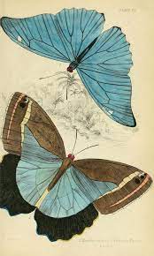 Foreign Butterflies Biodiversity Heritage Library Mariposas Pinterest Beautiful Impresion De La Mariposa Y Fondos Para Iphone