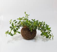 Resultado de imagen para kokedama