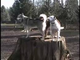 Focused on a doggy daycare business model where dogs had space. Bone A Fide Dog Ranch Youtube