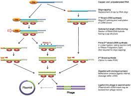 Bacteriophage dna molecules are often used as cloning vectors. Cdna Cloning Principle And Steps Involved In Cdna Cloning Online Biology Notes