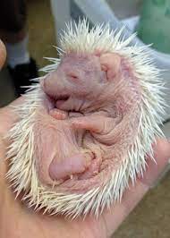 Tiny Hedgehog Baby Hedgehog Cute Baby Animals Cute Hedgehog