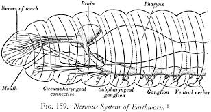 Earthworms Crayfish Earthworm Human