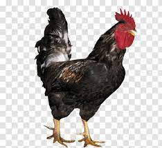 Rooster Chicken Poultry - Fowl - Big Black Cock Transparent PNG