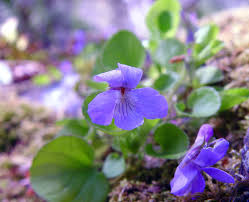 Image result for Viola abyssinica