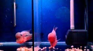 Umumnya masyarakat indonesia mengenal ikan ini. Budidaya Ikan Louhan Di Aquarium Louhan Abadi