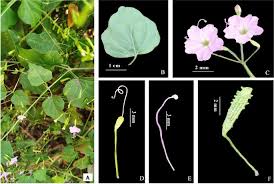 Image result for Commicarpus pilosus