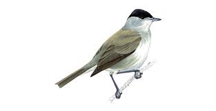 Bird With Brown Head And Black Body Uk Blackcap Warbler Bird Facts Sylvia Atricapilla The Rspb