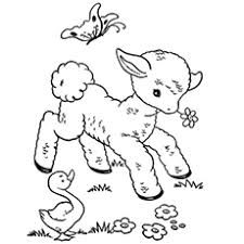 For boys and girls, kids and adults, teenagers and toddlers, preschoolers and older kids at school. Top 25 Free Printable Sheep Coloring Pages Online