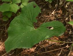 Image result for Stylochaeton puberulus