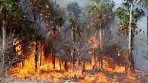 Todo lo que quema + purifica 7. Paraguay Devastacion De Incendios Amerita Cambios Estructurales Del Estado Vatican News