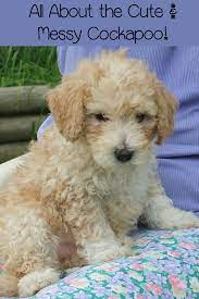 Pin On Puppies Cuteness