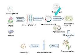 Maybe you would like to learn more about one of these? Transgenic Development Plant Genetic Engineering Genetic Engineering The