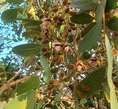 Image result for Pericopsis