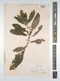 Image result for Clutia robusta