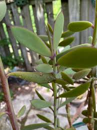 Image result for Senecio greenwayi