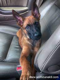 Belgian Malinois Puppy Belgian Malinois Puppies Malinois Puppies Belgian Dog