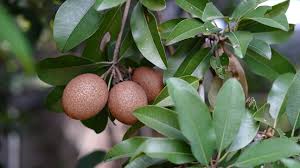 Image result for Manilkara zapota