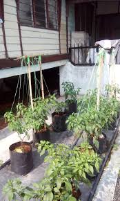 Namun begitu, jika anda baru nak bermula berkebun di rumah, saya antara semua bahagian, bahagian penjagaan adalah bahagian yang paling penting untuk kita buat. Tanam Cili Fertigasi Di Halaman May 2018