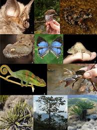 Image result for Helixanthera schizocalyx