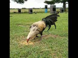 Fotos de gallos de pelea piqueros bulicos, mira aquí 4 fotos de gallos finos de pico y espuela frost grey. Gallo Grey Ms Black Youtube