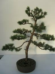 152 likes · 3 talking about this. Bonsai Pinus Silvestris In Hannover Misburg Anderten Ebay Kleinanzeigen