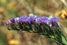 Image result for Plumbaginaceae