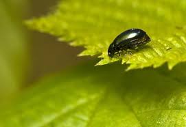 La Lutte Biologique Contre Les Altises Gamm Vert