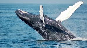 The humpback whale is one of the rorquals, a family that also includes the blue whale, fin whale, bryde's whale, sei whale, and minke whale. M1msw14 Pfh9vm