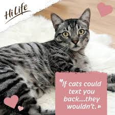You can also upload and share your favorite 1080x1080 anime. Hilife Cat Food Hilifecat Twitter
