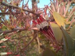 Image result for Agelanthus