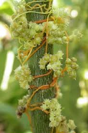 Image result for Cuscuta australis
