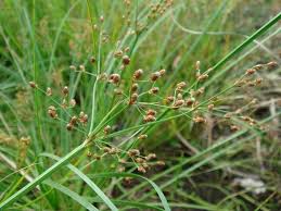 Image result for Fimbristylis ferruginea
