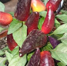 Maybe you would like to learn more about one of these? Aurora Facing Heaven Red Ornamental Afterburn Grow