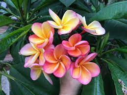 There are a thousand varieties of plumeria and over the years we have found the strain that endures. What Is Your Favorite Plumeria For Fragrance