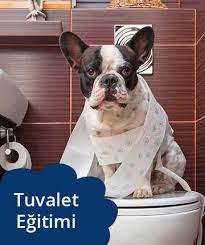 kopek egitimi ve kopek oteli istanbul pet okulu kopek egitimi kopek yavru kopek