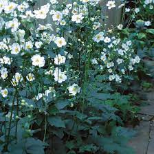 Fall Blooming Anemones Finegardening