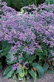 Pin On Gardening In A Drought