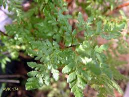 Image result for Cheilanthes inaequalis