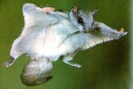 Where Do Flying Squirrels Live Feeding Nature